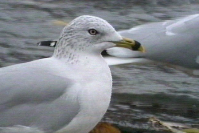 Gull, Ring-billed 3_1