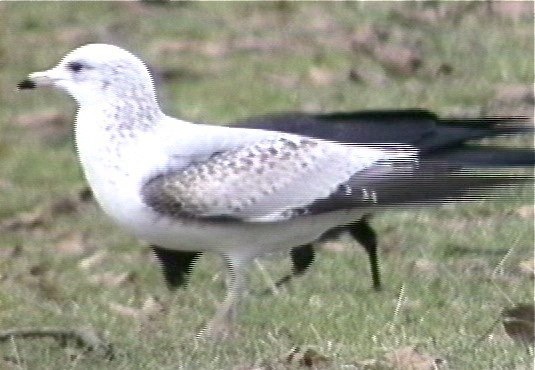 Gull, Thayer's 1