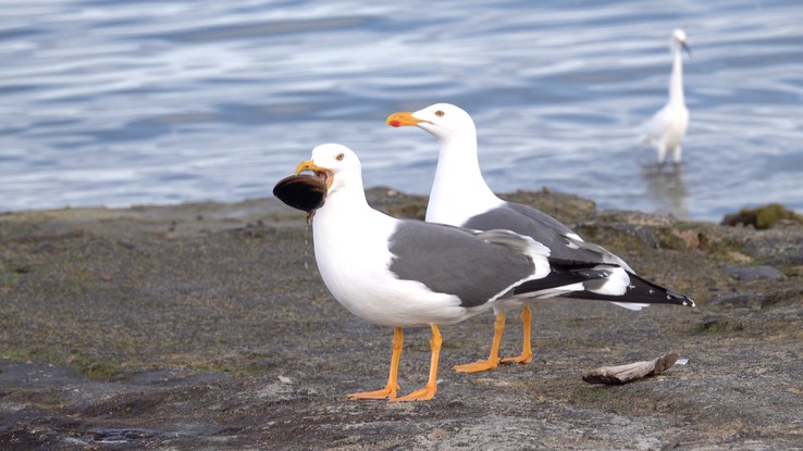 Gull, Western - Baja California 2