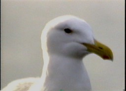 Gull, Western