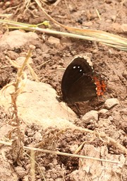 Gyrocheilus patrobas, Red-border Satyr (1)