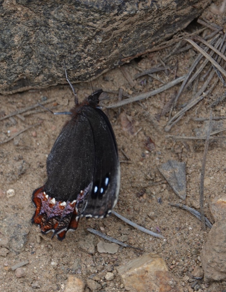 Gyrocheilus patrobas, Red-bordered Satyr2