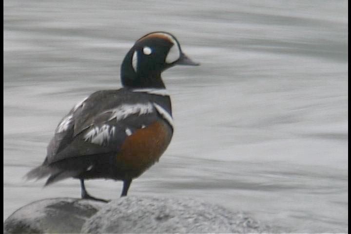 Harlequin Duck