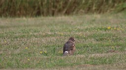 Harrier, Northern (Washington)