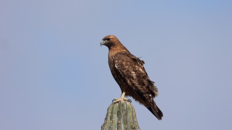 Hawk, Red-tailed - Baja California Sur