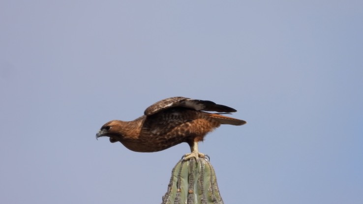 Hawk, Red-tailed - Baja California Sur 1