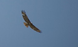 Hawk, Red-tailed eastern oregon 1