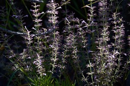 Hedeoma hyssopifolia, Aromatic False Pennyroyal  2