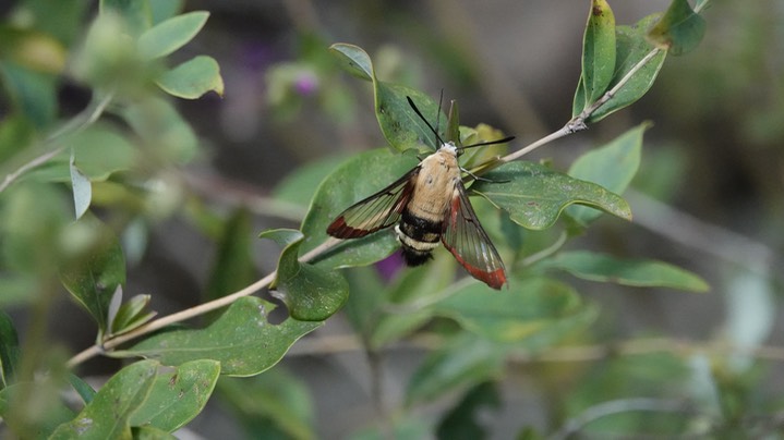 Hemaris thetis, Rocky Mountain Clearwing in Hillsboro (2)