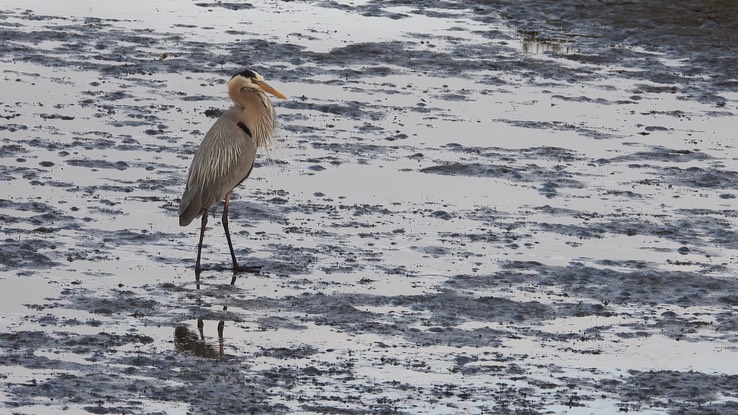 Heron, Great Blue - Baja California Sur 2