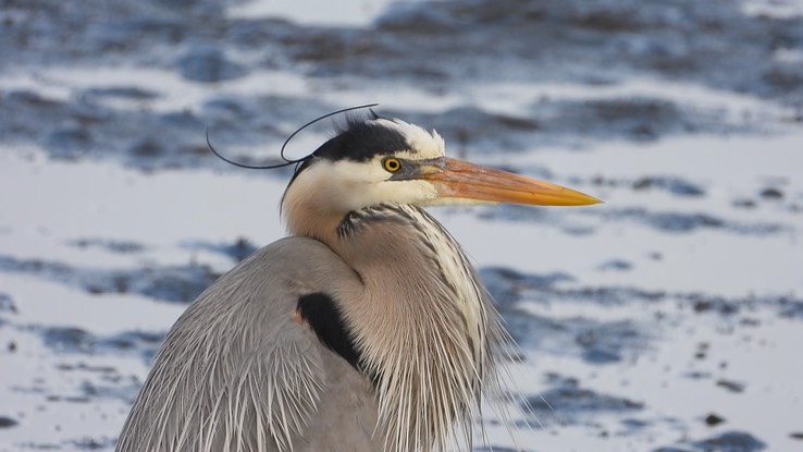 Heron, Great Blue - Baja California Sur 3