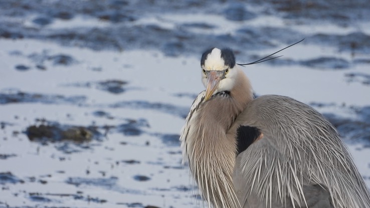 Heron, Great Blue - Baja California Sur 4