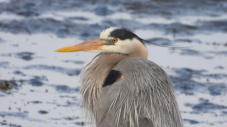 Heron, Great Blue - Baja California Sur 1