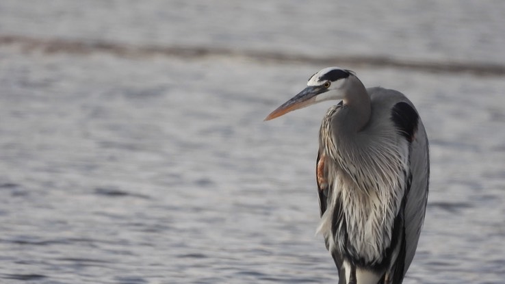 Heron, Great Blue - Loreto, Baja California Sur