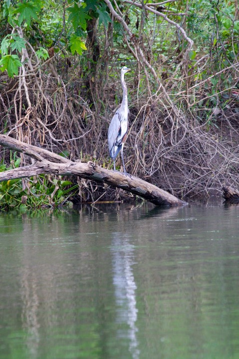 Heron, Great Blue