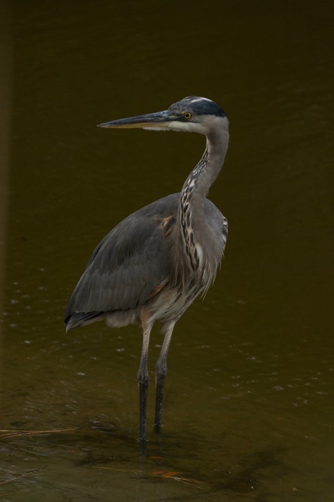 Heron, Great Blue MD 1