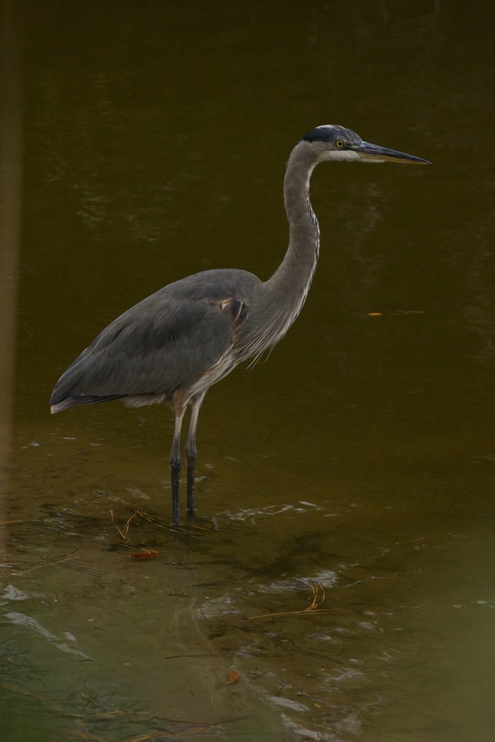 Heron, Great Blue MD 5