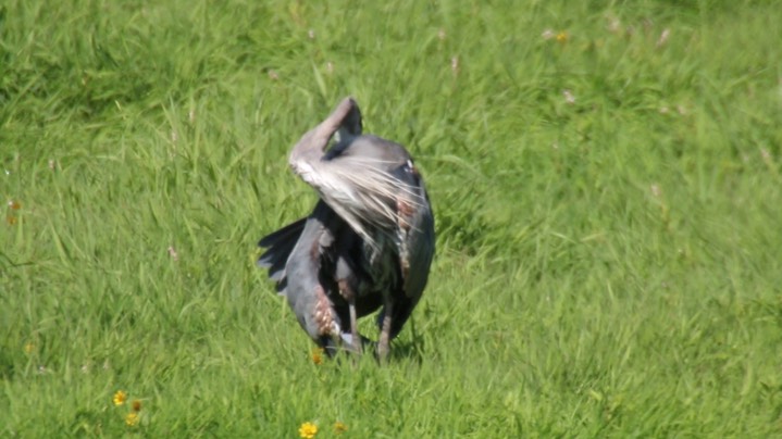 Heron, Great Blue (Washington) 2