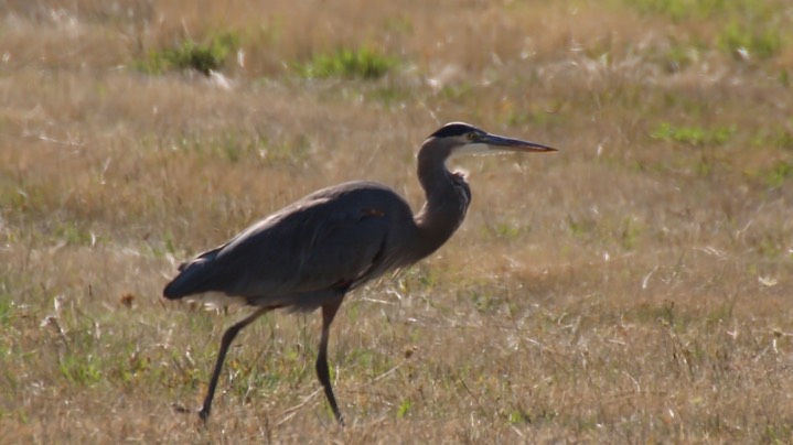 Heron, Great Blue (Washington) 4