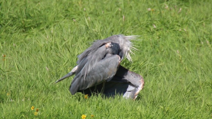 Heron, Great Blue (Washington)