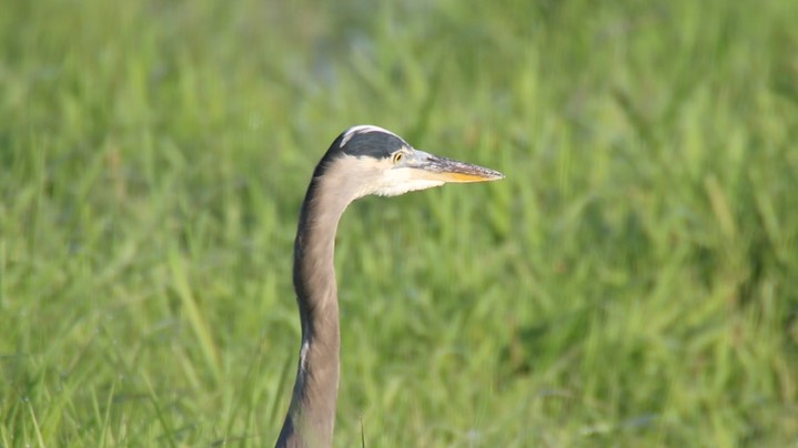 Heron, Great Blue (Washington) 3