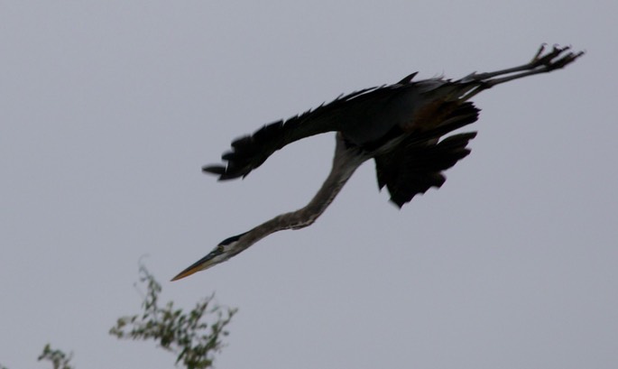 Heron, Great Blue3