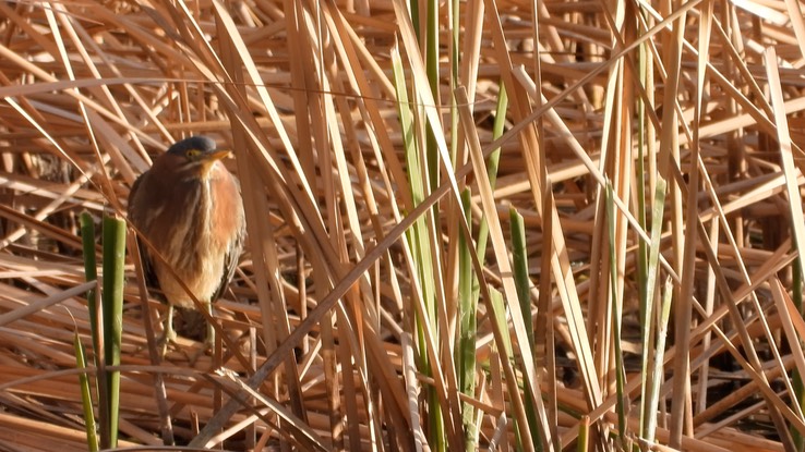 Heron, Green - Baja California