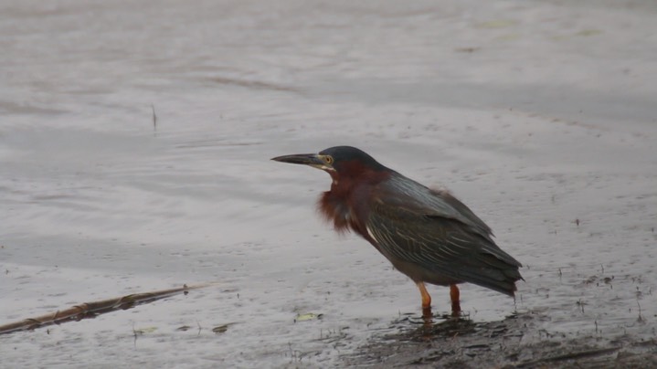 Heron, Green 1