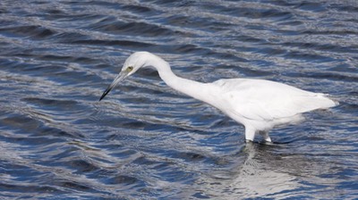 Heron, Little Blue - Baja California Sur 7