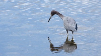 Heron, Little Blue - Baja California Sur 2