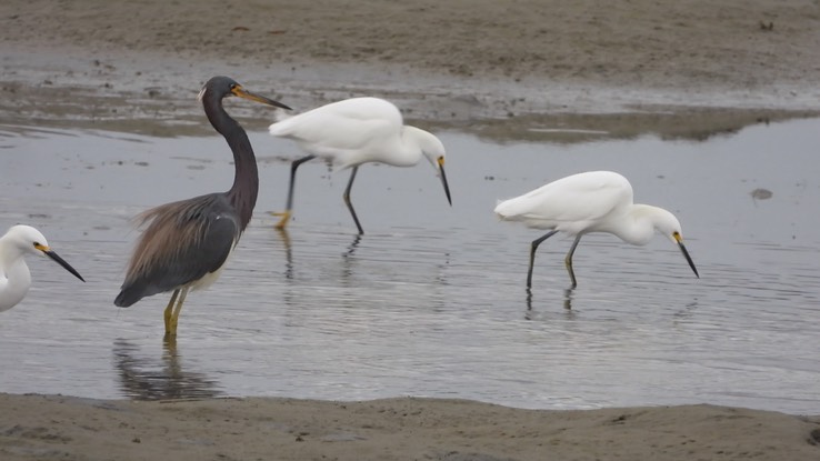 Heron, Tricolored - Baja California Sur 3 