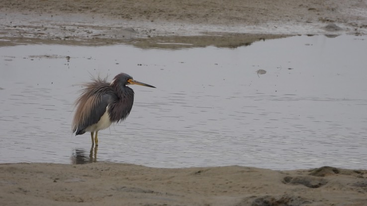 Heron, Tricolored - Baja California Sur 4 