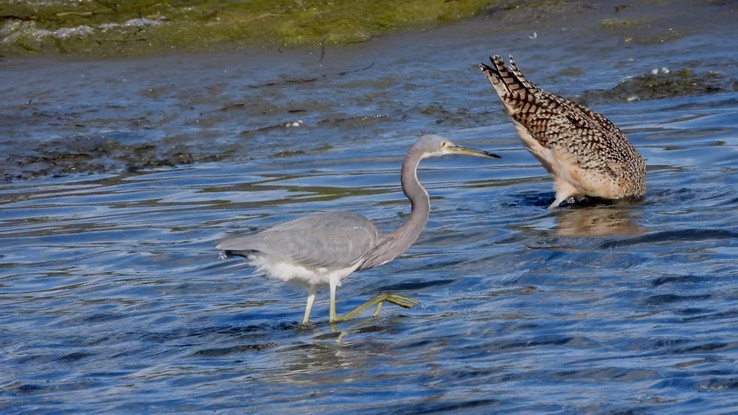 Heron, Tricolored - Baja California Sur 5