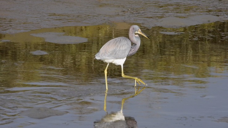 Heron, Tricolored - Baja California Sur 6 