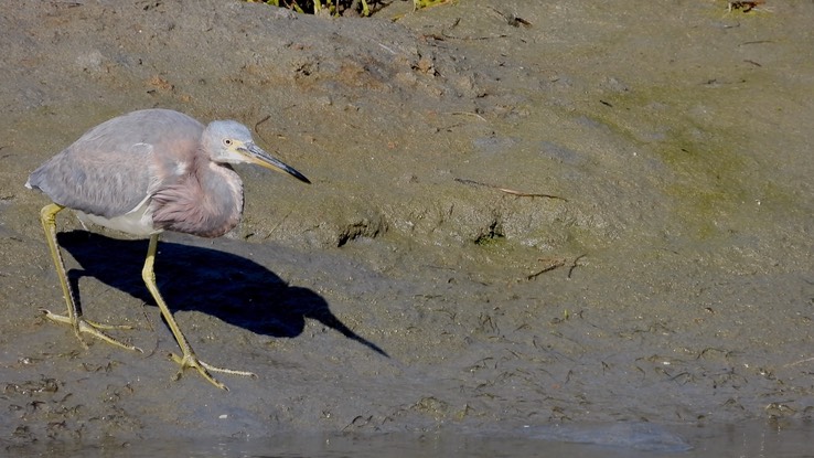 Heron, Tricolored - Baja California Sur 7 