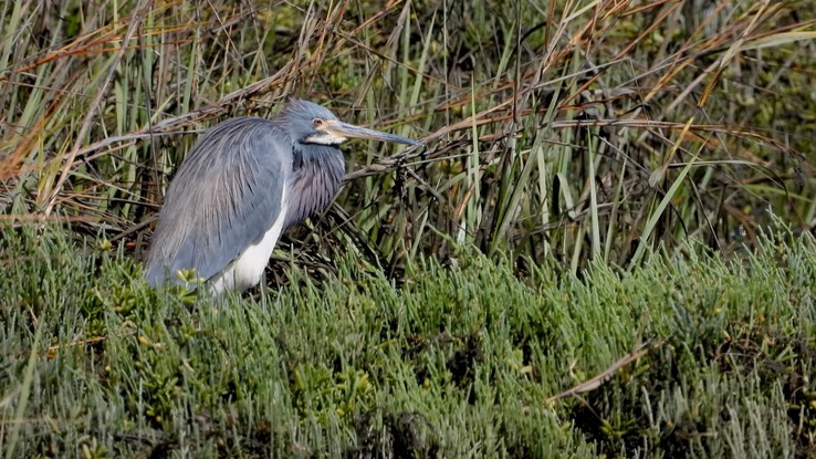 Heron, Tricolored - Baja California Sur 8 