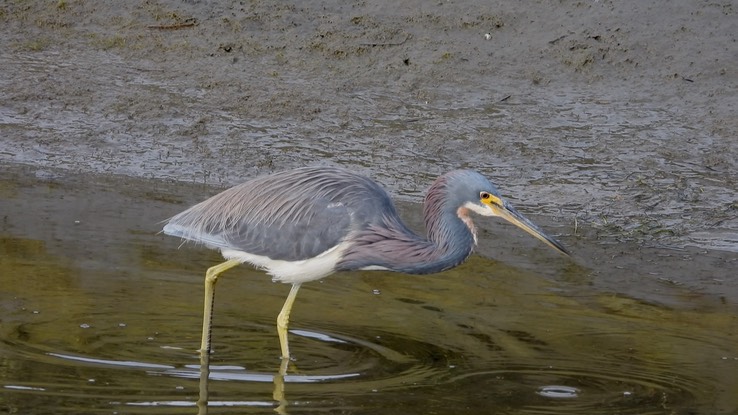 Heron, Tricolored - Baja California Sur 1 