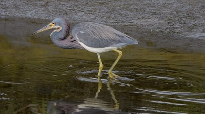 Heron, Tricolored - Baja California Sur 2 