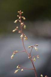  Heuchera micrantha, Small-flowered Alumroot2