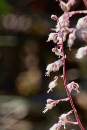 Heuchera rubescens, Pink Alumroot4