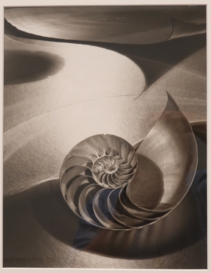 Hirshhorn Corpron, Untitled (Nautilus Shell) (1)