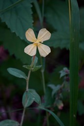 Hooker’s Evening Primrose, Oenothera elata 1