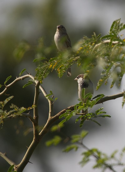 House Sparrow, Passer domesticus2