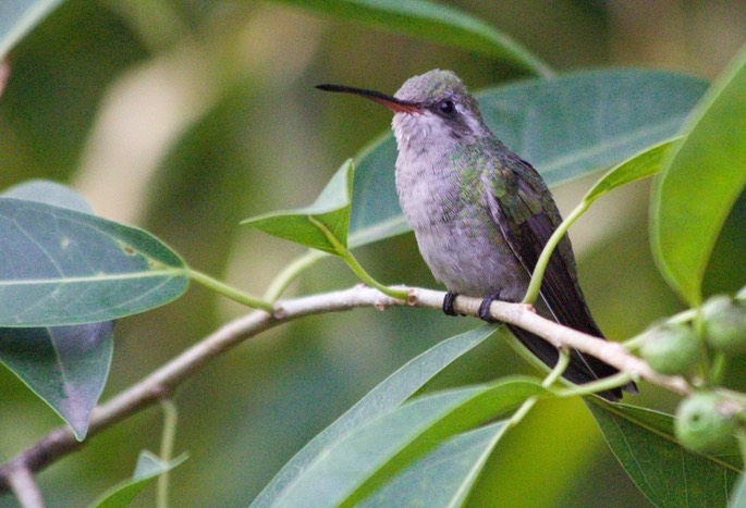 Hummingbird, Broad-billed1