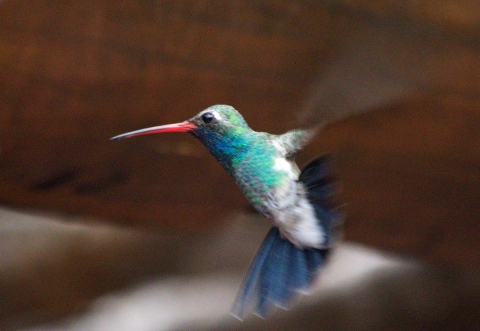 Hummingbird, Broad-billed4