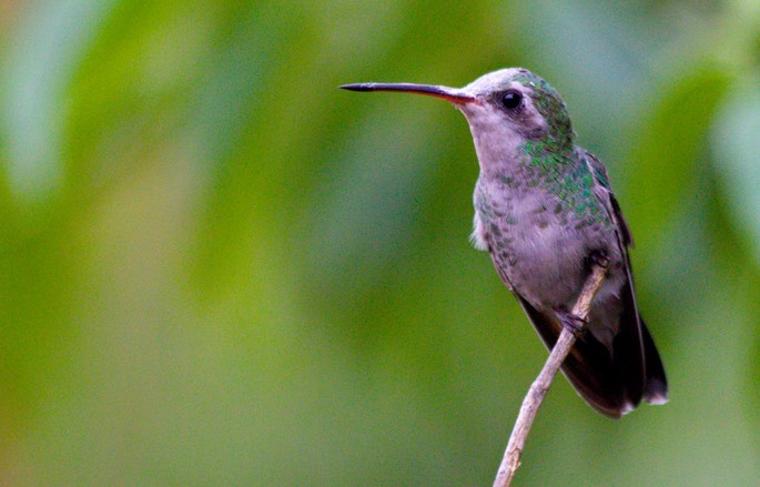 Hummingbird, Broad-billed6