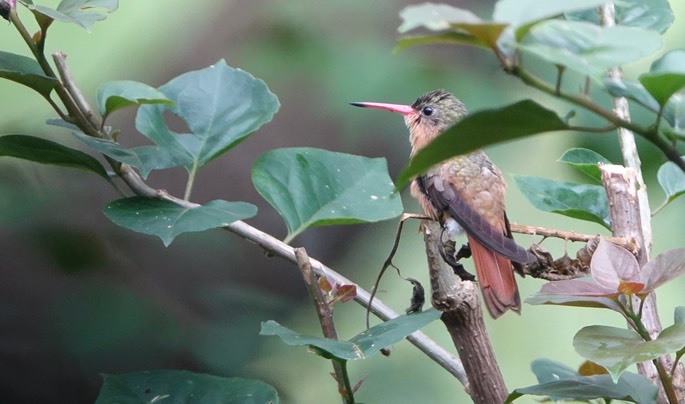 Hummingbird, Cinnamon - Amazilia rutila - Rancho Primavera, Jalisco, Mexico