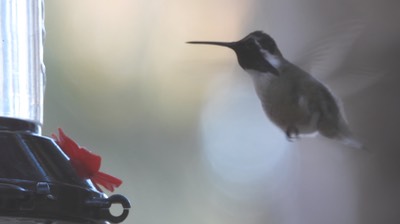 Hummingbird, Costa's - Baja California Sur 