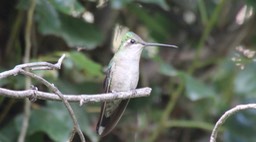 Hummingbird, Magnificent