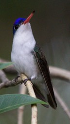 Hummingbird, Violet-crowned1